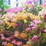 Jak utrzymać świeżość kwiatów na dłużej